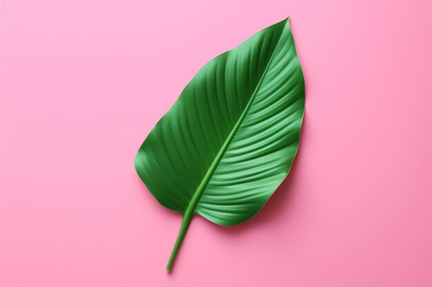 Tropical green leaf on a pink color background in the style of playful compositions