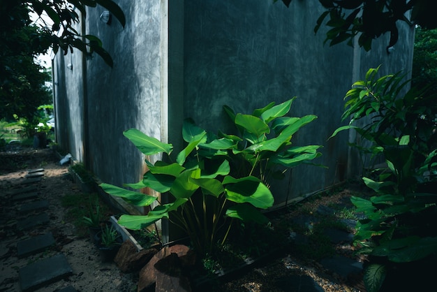 Фото Тропическое зеленое листовое растение для фона природы, ботанический сад роста листвы с небольшим деревом в джунглях, узор пальмового леса весной, концепция наружного украшения естественного кафе