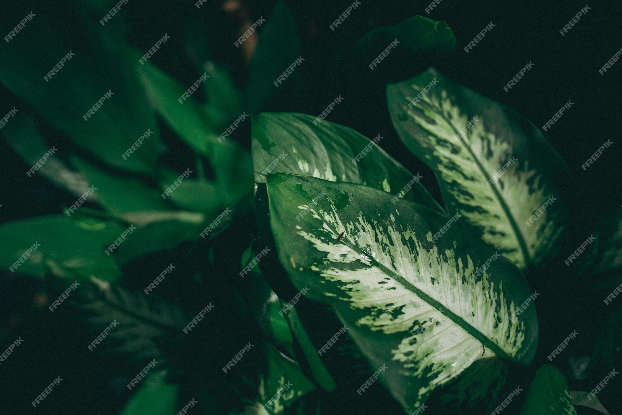 Chào mừng bạn đến với Tropical Green Leaf Background - một bức ảnh lý tưởng để sử dụng làm phông nền cho những bức ảnh của bạn. Với những chi tiết hoa lá đầy màu sắc, ảnh sẽ mang lại cho bạn cảm giác thoải mái và yên bình như đang đắm mình trong vòng tay thiên nhiên.