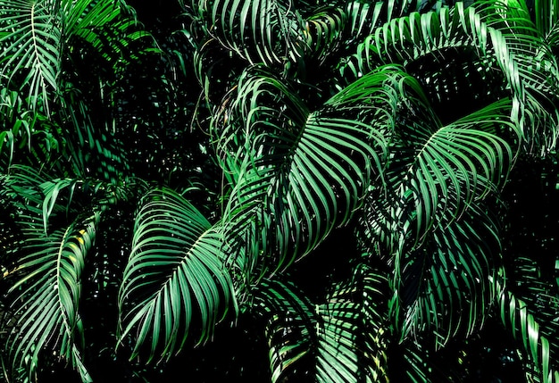 Tropical green leaf texture background