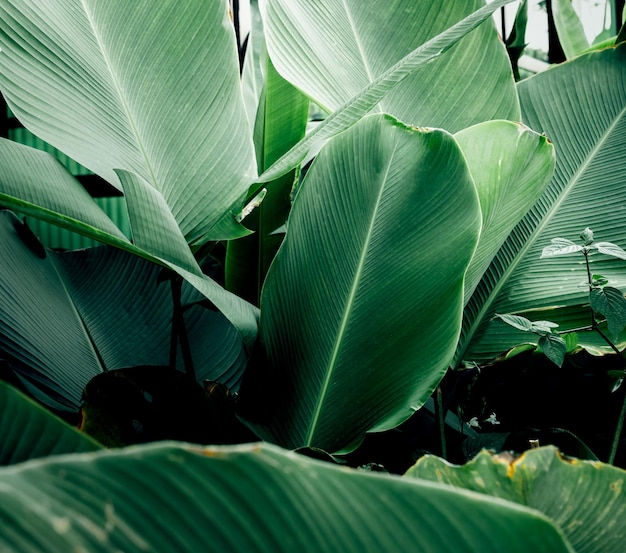 Foto priorità bassa di struttura della foglia verde tropicale