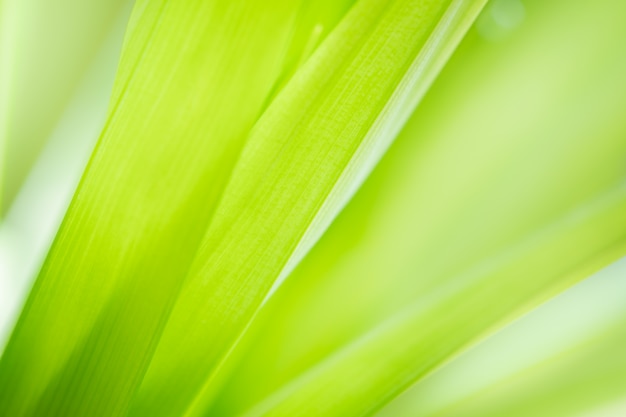 Tropical green leaf textured for nature background.