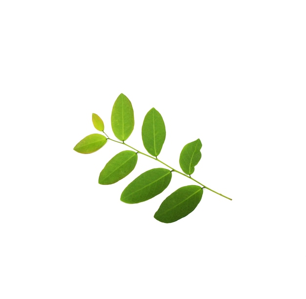 Tropical green leaf on white surface