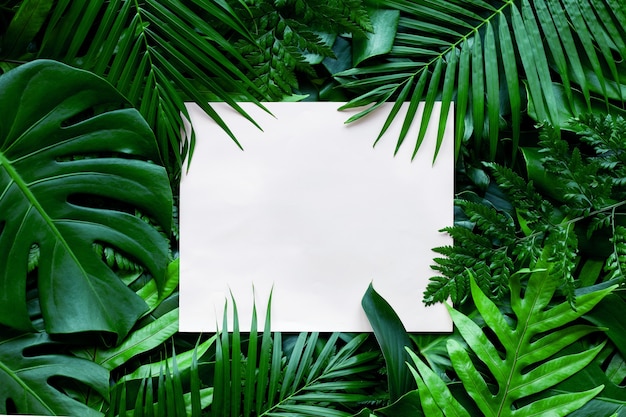 Foto foglia verde tropicale con carta bianca nota sullo sfondo della natura