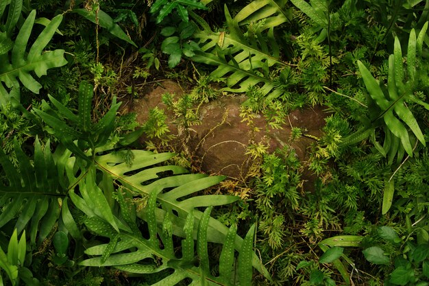 Tropical green leaf