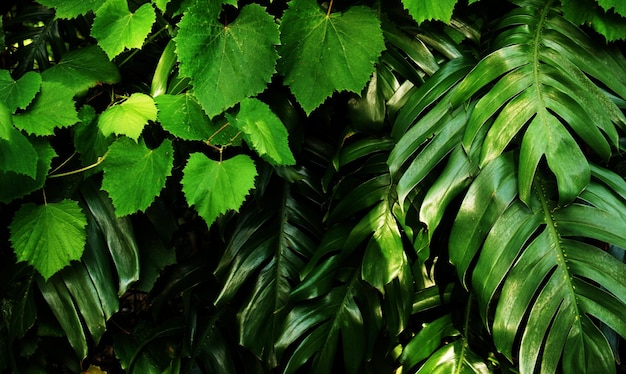 Tropical green leaf