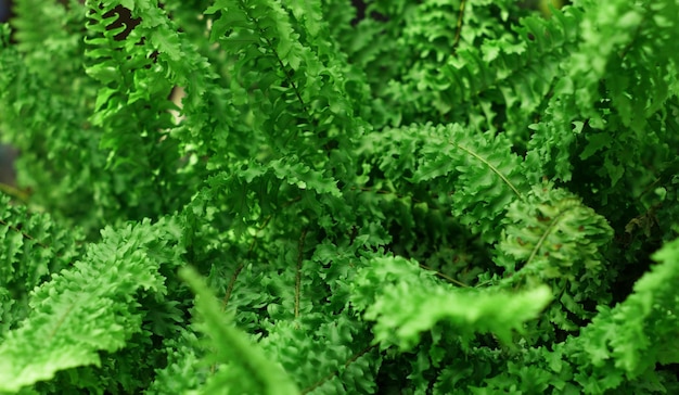 Tropical green leaf