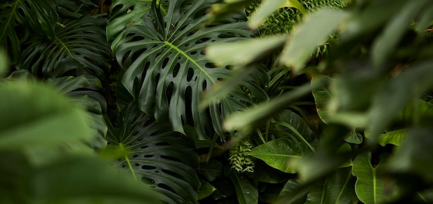 背景の熱帯緑の葉 自然 夏の森の植物コンセプト クリエイティブなレイアウト