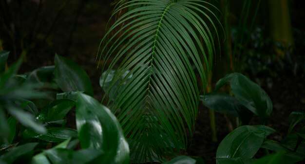 Тропические зеленые листья на фоне природы летние лесные растения концепция
