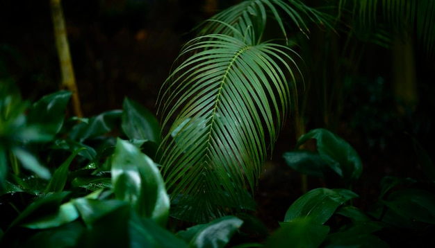 Тропические зеленые листья на фоне природы летние лесные растения концепция