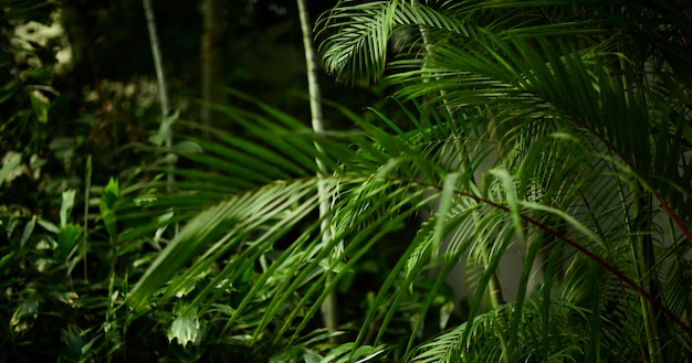 背景自然夏の森林植物の概念に熱帯の緑の葉