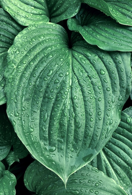 熱帯の緑の葉の背景自然夏の雨の低下の森の植物