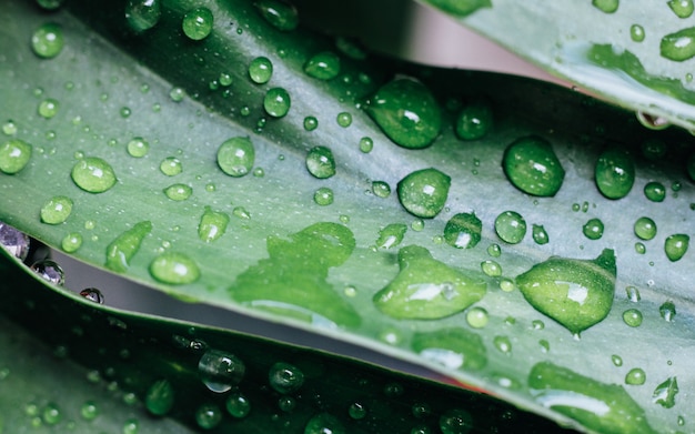 Tropical green leaves background Summer concept