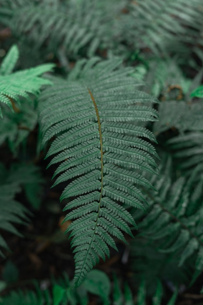 Tropical green leaves background