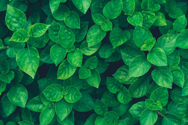 Tropical green leaves background