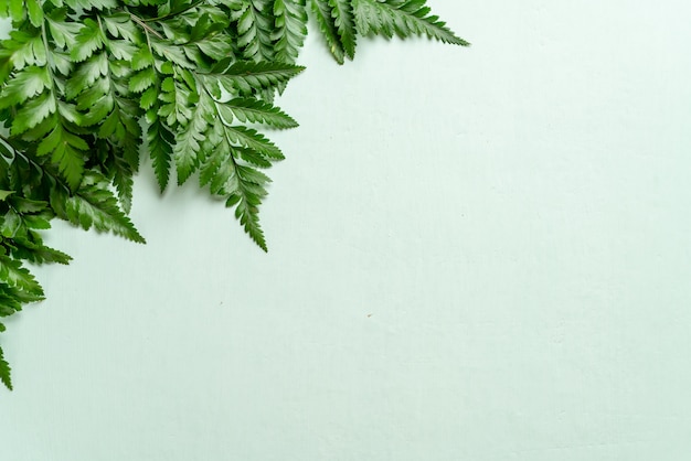 Tropical green leaves on color background