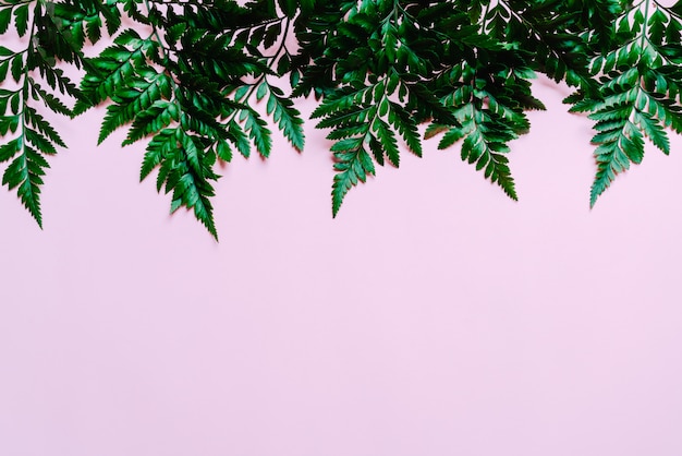 Tropical green leaves on color background