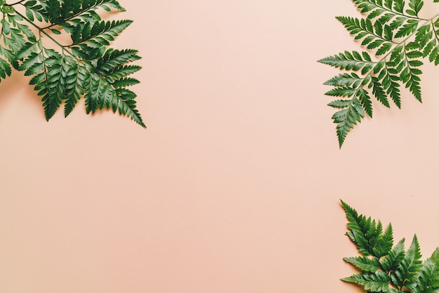 Tropical green leaves on color background