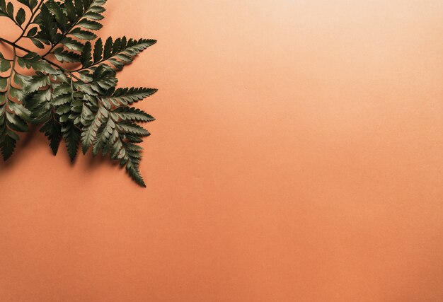 Tropical green leaves on color wall