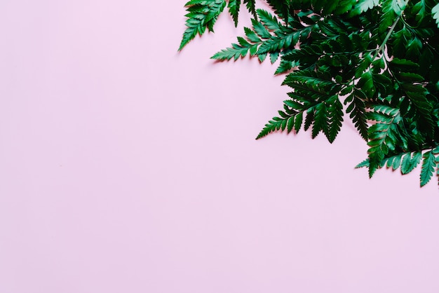 Tropical green leaves on color