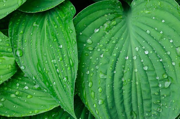 Tropical green leaves on dark background nature summer forest plant concept