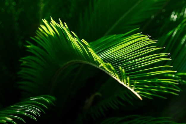 熱帯の緑の葉シダの葉ヤシの葉抽象的な自然な背景暗いトーンのテクスチャ