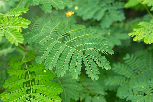 Foglie verdi tropicali sfocatura fresca dello sfondo