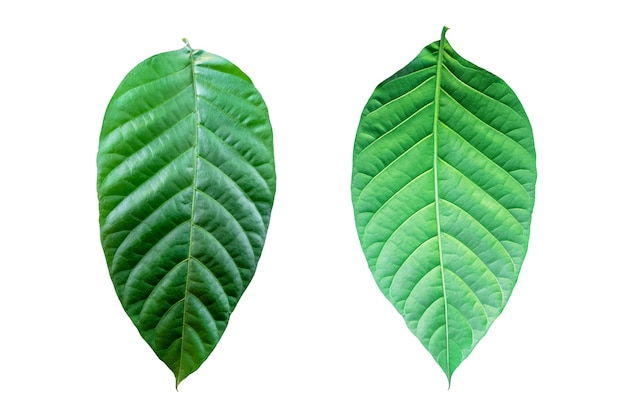 Foto foglie verdi tropicali isolate su sfondo bianco. il file contiene con un tracciato di ritaglio.
