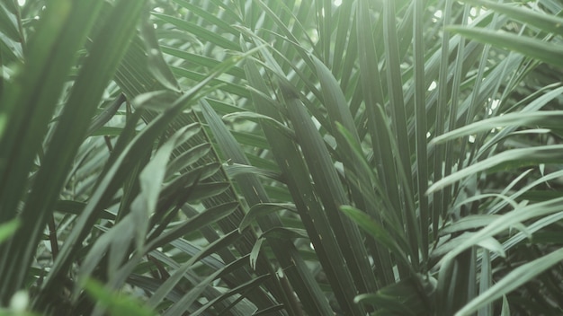 the tropical green leaves . nature abstract wallpaper  