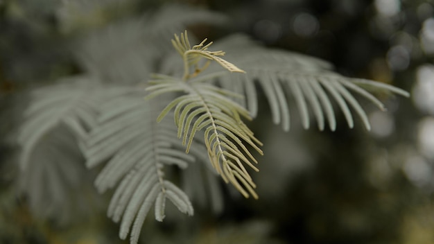 Foto foglie verdi tropicali. concetto di pianta della foresta di estate della natura