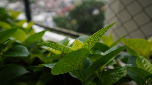 熱帯の緑の葉、自然の夏の森の植物