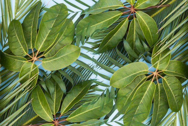 Tropical green leaves palm background