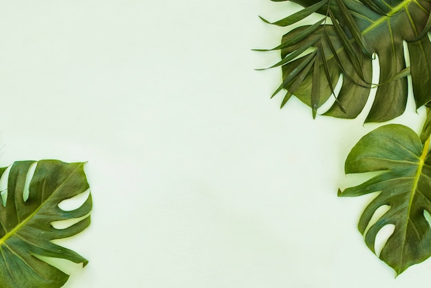 Tropical green leaves palm. Summer background