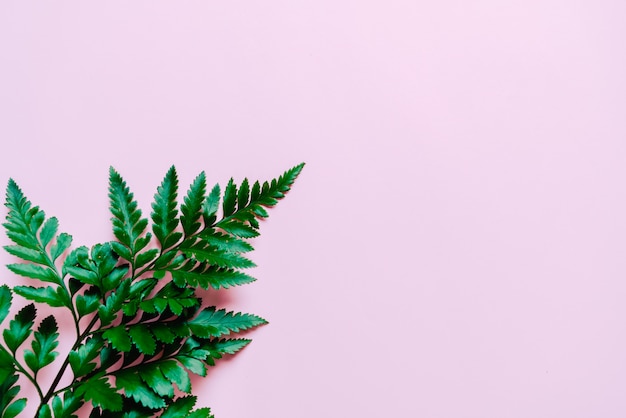 Tropical green leaves on pink background