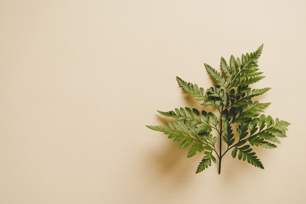 Tropical green leaves