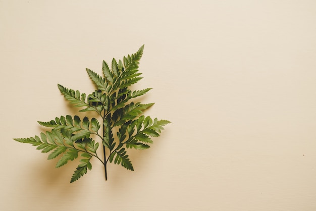 Tropical green leaves