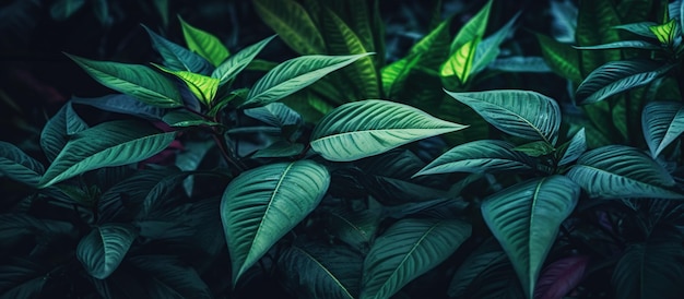 Tropical green leaves