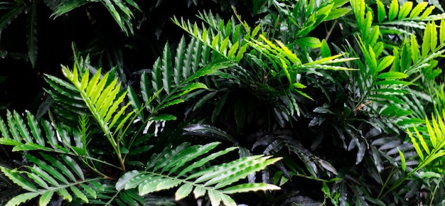 Tropical Green leaves