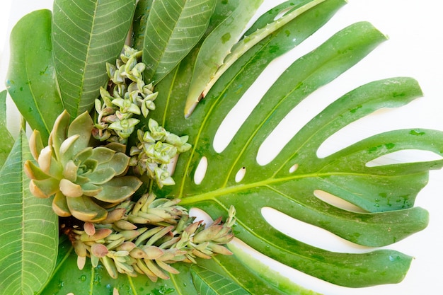 Tropical green natural leaves over white wooden desk