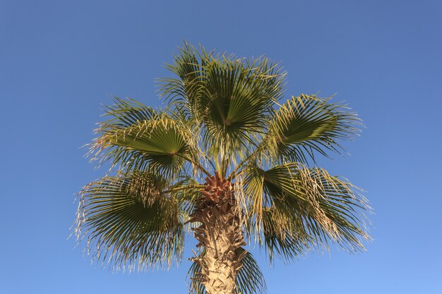 Foglia di palma verde tropicale isolata sul cielo blu