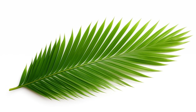 Тропический зеленый пальмовый лист изолированный белый фон