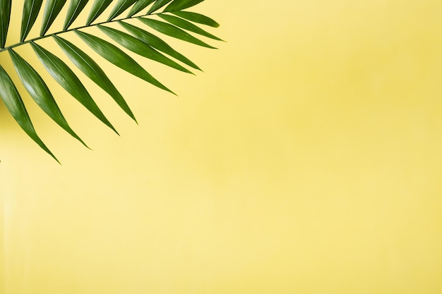 Tropical green palm leaf on a yellow background Copy space Summer backdrop