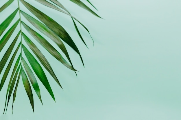 Tropical green palm leave on green background