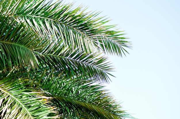 Tropical green palm leaves and branches on blue sky with copy space. Sunny day, summer concept. Sun over palm trees. Travel, holiday.