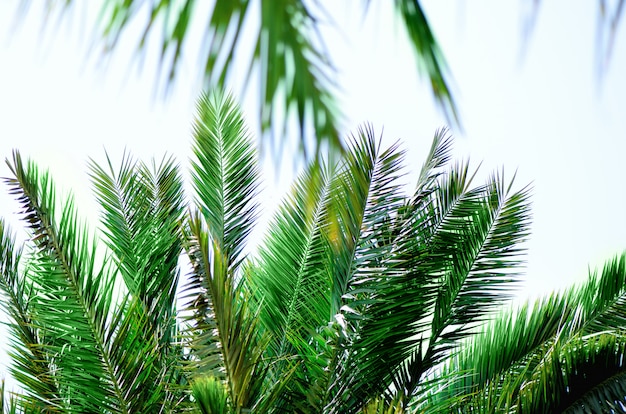 Tropical green palm leaves and branches on blue sky with copy space. Sunny day, summer concept. Sun over palm trees. Travel, holiday.