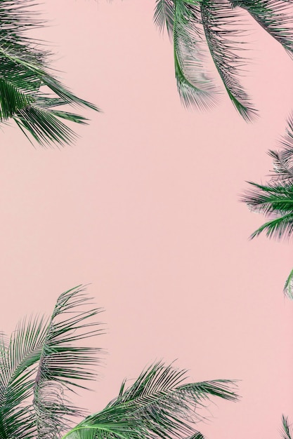 Фото Тропические зеленые пальмовые листья на розовом фоне