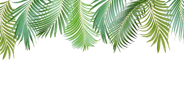 Photo tropical green palm leaves tree isolated on white background for summer banner