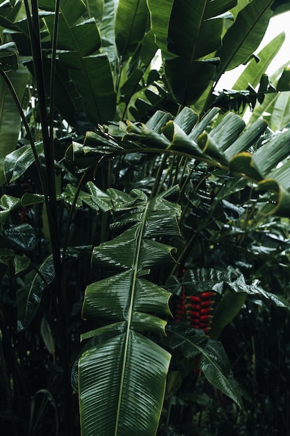 雨後の熱帯の緑のヤシの木夏の自然のエキゾチックな熱帯雨林の背景