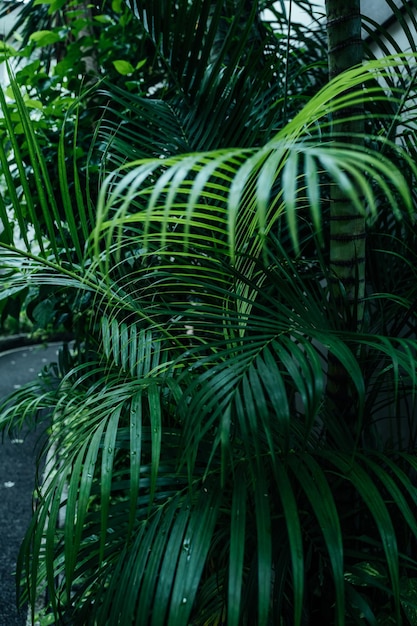 熱帯の緑のヤシの木 夏の熱帯の自然なエキゾチックな垂直背景