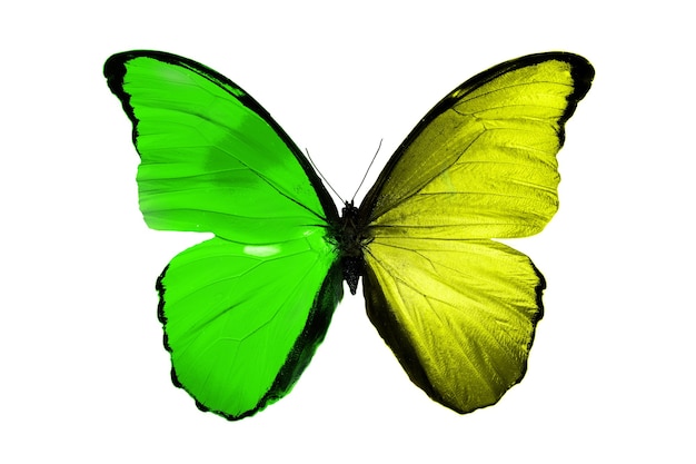 Photo tropical green-yellow butterfly.